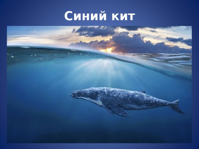 Синий кит 
