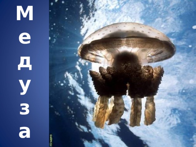 Ме  д  у  з  а 