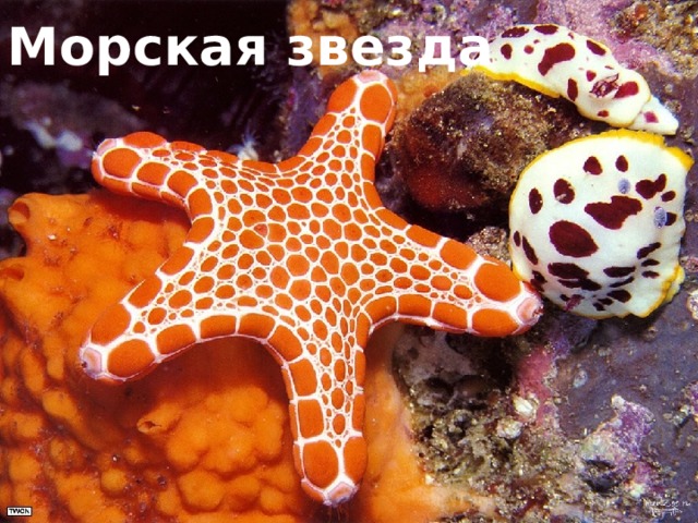 Морская звезда 