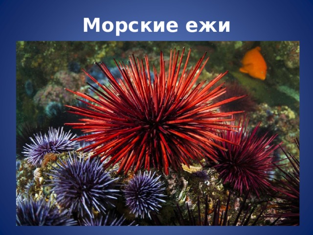 Морские ежи 
