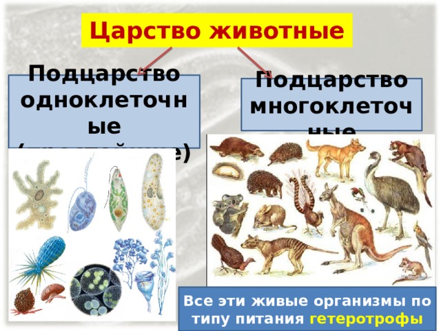 Царство животные Подцарство одноклеточные (простейшие) Подцарство многоклеточные Все эти живые организмы по типу питания гетеротрофы 