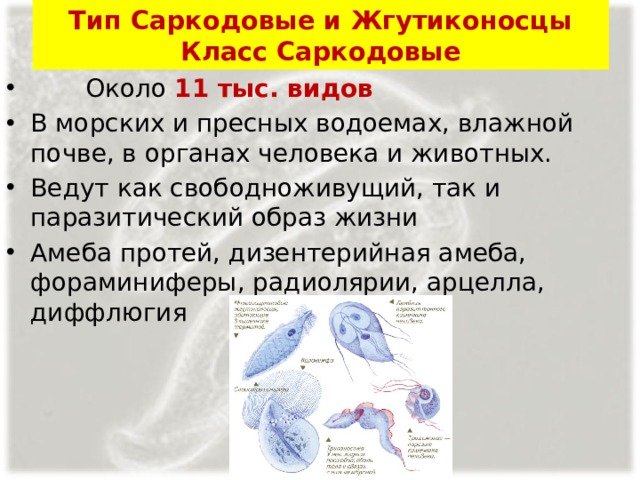 Тип Саркодовые и Жгутиконосцы  Класс Саркодовые  Около 11 тыс. видов В морских и пресных водоемах, влажной почве, в органах человека и животных. Ведут как свободноживущий, так и паразитический образ жизни Амеба протей, дизентерийная амеба, фораминиферы, радиолярии, арцелла, диффлюгия 