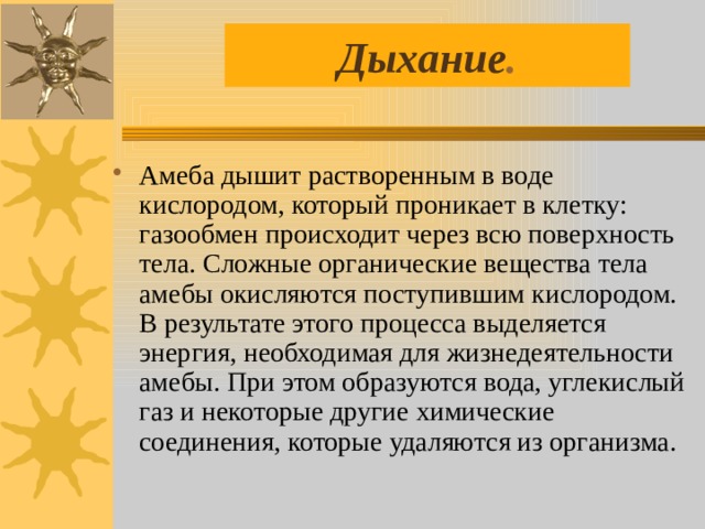 Дыхание . Амеба дышит растворенным в воде кислородом, который проникает в клетку: газообмен происходит через всю поверхность тела. Сложные органические вещества тела амебы окисляются поступившим кислородом. В результате этого процесса выделяется энергия, необходимая для жизнедеятельности амебы. При этом образуются вода, углекислый газ и некоторые другие химические соединения, которые удаляются из организма. 
