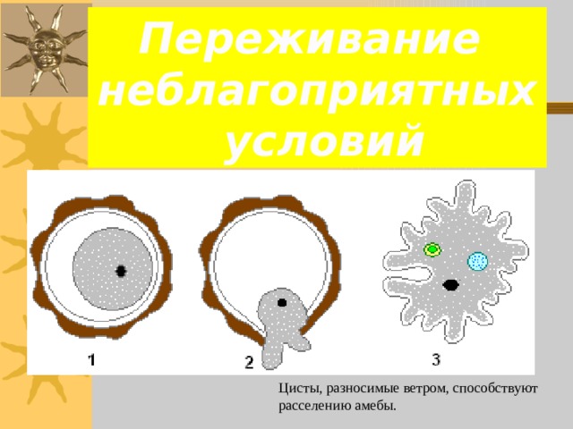 Переживание неблагоприятных  условий Цисты, разносимые ветром, способствуют расселению амебы. 