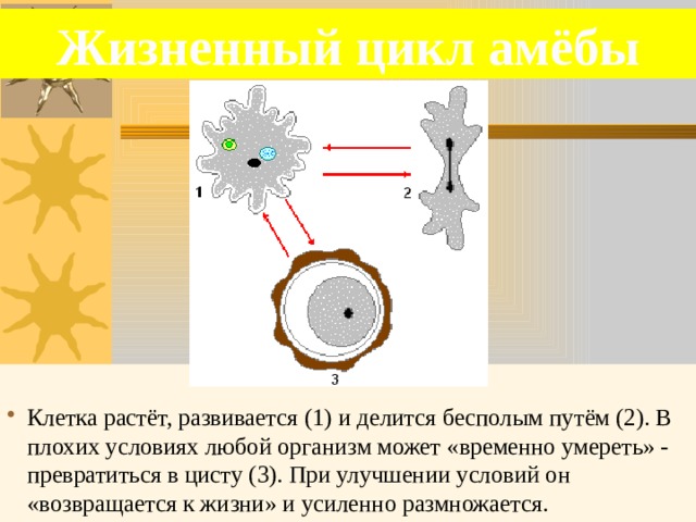 Жизненный цикл амёбы Клетка растёт, развивается (1) и делится бесполым путём (2). В плохих условиях любой организм может «временно умереть» - превратиться в цисту (3). При улучшении условий он «возвращается к жизни» и усиленно размножается. 