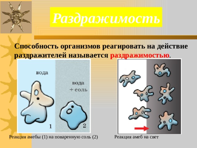 Раздражимость Способность организмов реагировать на действие раздражителей называется раздражимостью . Реакция амебы (1) на поваренную соль (2) Реакция амеб на свет 