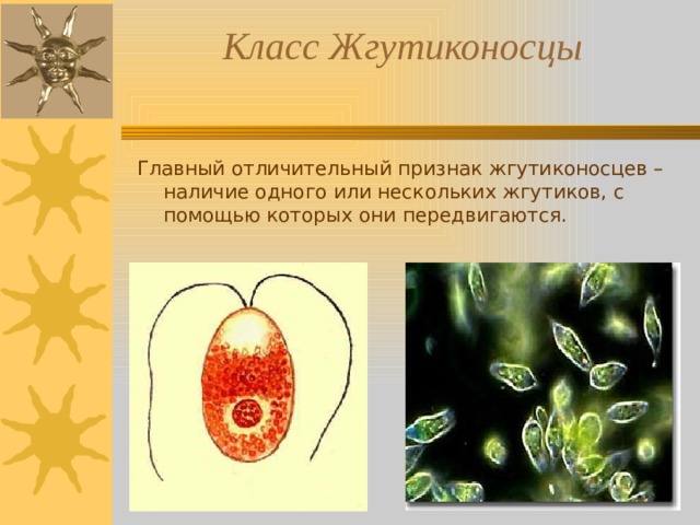 Класс Жгутиконосцы   Главный отличительный признак жгутиконосцев – наличие одного или нескольких жгутиков, с помощью которых они передвигаются. 