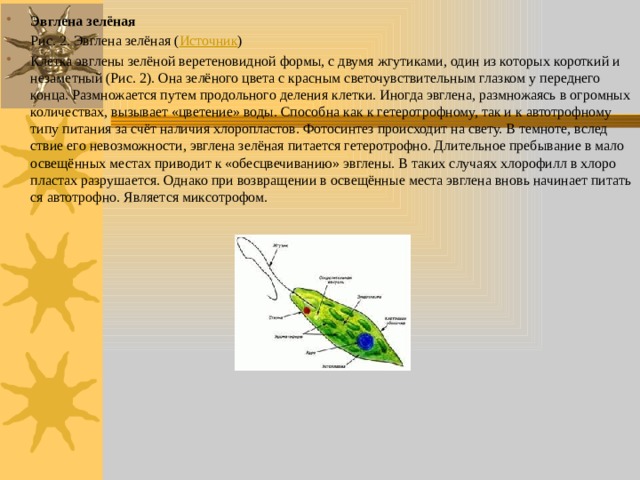 Эв­гле­на зе­лё­ная Рис. 2. Эв­гле­на зе­лё­ная ( Ис­точ­ник ) Клет­ка эв­гле­ны зе­лё­ной ве­ре­те­но­вид­ной формы, с двумя жгу­ти­ка­ми, один из ко­то­рых ко­рот­кий и неза­мет­ный (Рис. 2). Она зе­лё­но­го цвета с крас­ным све­то­чув­стви­тель­ным глаз­ком у пе­ред­не­го конца. Раз­мно­жа­ет­ся путем про­доль­но­го де­ле­ния клет­ки. Ино­гда эв­гле­на, раз­мно­жа­ясь в огром­ных ко­ли­че­ствах, вы­зы­ва­ет «цве­те­ние» воды. Спо­соб­на как к ге­те­ро­троф­но­му, так и к ав­то­троф­но­му типу пи­та­ния за счёт на­ли­чия хло­ро­пла­стов. Фо­то­син­тез про­ис­хо­дит на свету. В тем­но­те, вслед­ствие его невоз­мож­но­сти, эв­гле­на зе­лё­ная пи­та­ет­ся ге­те­ро­троф­но. Дли­тель­ное пре­бы­ва­ние в ма­ло­осве­щён­ных ме­стах при­во­дит к «обес­цве­чи­ва­нию» эв­гле­ны. В таких слу­ча­ях хло­ро­филл в хло­ро­пла­стах раз­ру­ша­ет­ся. Од­на­ко при воз­вра­ще­нии в осве­щён­ные места эв­гле­на вновь на­чи­на­ет пи­тать­ся ав­то­троф­но. Яв­ля­ет­ся мик­со­тро­фом. 