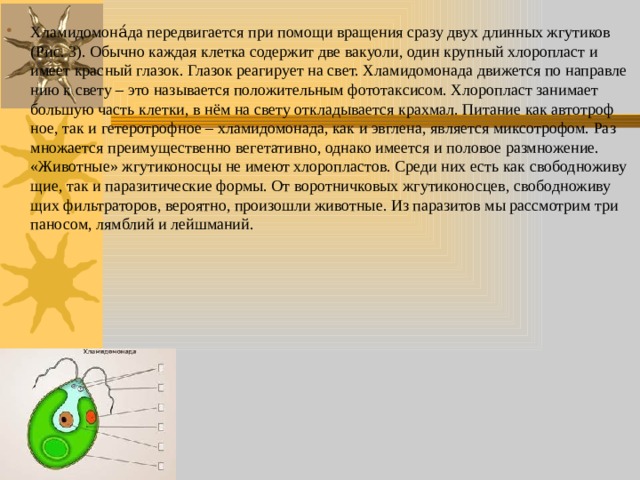 Хла­ми­до­мо­на́да пе­ре­дви­га­ет­ся при по­мо­щи вра­ще­ния сразу двух длин­ных жгу­ти­ков (Рис. 3). Обыч­но каж­дая клет­ка со­дер­жит две ва­ку­о­ли, один круп­ный хло­ро­пласт и имеет крас­ный гла­зок. Гла­зок ре­а­ги­ру­ет на свет. Хла­ми­до­мо­на­да дви­жет­ся по на­прав­ле­нию к свету – это на­зы­ва­ет­ся по­ло­жи­тель­ным фо­то­так­си­сом. Хло­ро­пласт за­ни­ма­ет боль­шую часть клет­ки, в нём на свету от­кла­ды­ва­ет­ся крах­мал. Пи­та­ние как ав­то­троф­ное, так и ге­те­ро­троф­ное – хла­ми­до­мо­на­да, как и эв­гле­на, яв­ля­ет­ся мик­со­тро­фом. Раз­мно­жа­ет­ся пре­иму­ще­ствен­но ве­ге­та­тив­но, од­на­ко име­ет­ся и по­ло­вое раз­мно­же­ние. «Жи­вот­ные» жгу­ти­ко­нос­цы не имеют хло­ро­пла­стов. Среди них есть как сво­бод­но­жи­ву­щие, так и па­ра­зи­ти­че­ские формы. От во­рот­нич­ко­вых жгу­ти­ко­нос­цев, сво­бод­но­жи­ву­щих филь­тра­то­ров, ве­ро­ят­но, про­изо­шли жи­вот­ные. Из па­ра­зи­тов мы рас­смот­рим три­па­но­сом, лямб­лий и лейш­ма­ний. 