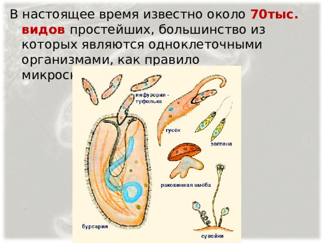 В настоящее время известно около 70тыс. видов простейших, большинство из которых являются одноклеточными организмами, как правило микроскопических размеров. 