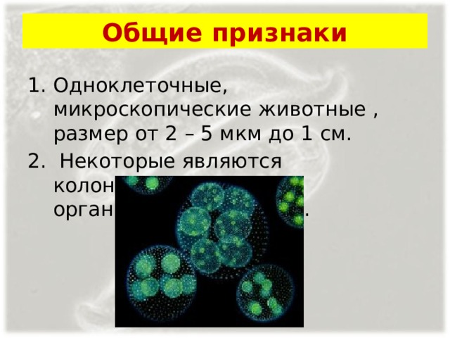 Общие признаки Одноклеточные, микроскопические животные , размер от 2 – 5 мкм до 1 см.  Некоторые являются колониальными организмами(вольвокс). 