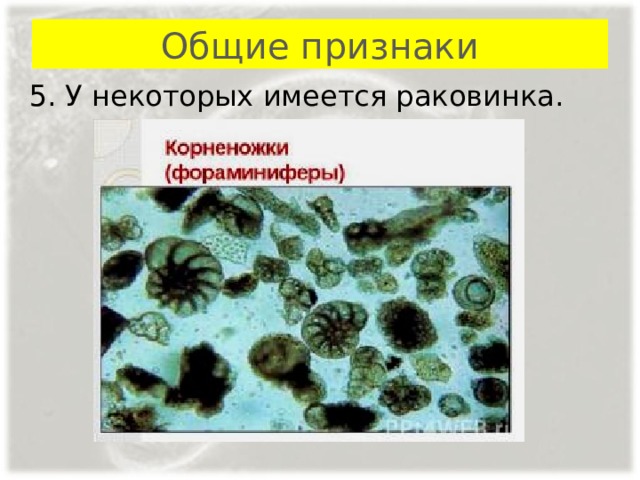 Общие признаки 5. У некоторых имеется раковинка. 