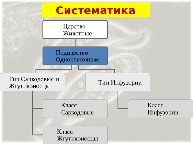 Систематика 