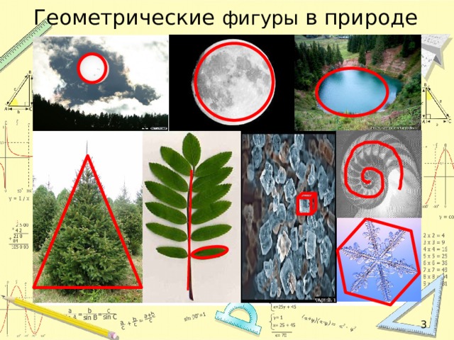 Геометрические фигуры в природе  