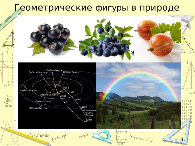 Геометрические фигуры в природе  