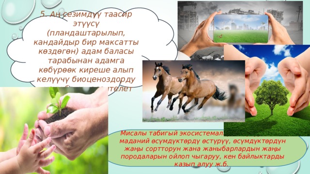 5. Аң сезимдүү таасир этүүсү (пландаштарылып, кандайдыр бир максатты көздөгөн) адам баласы тарабынан адамга көбүрөөк киреше алып келүүчү биоценоздорду түзүү болуп эсептелет Мисалы табигый экосистемаларды бузуу менен маданий өсүмдүктөрдү өстүрүү, өсүмдүктөрдүн жаңы сортторун жана жаныбарлардын жаңы породаларын ойлоп чыгаруу, кен байлыктарды казып алуу ж.б. 