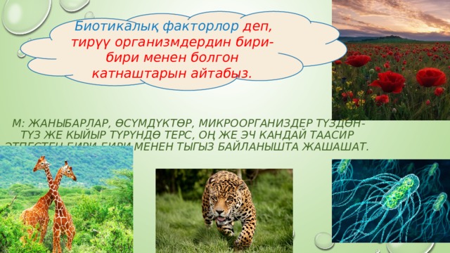  Биотикалық факторлор деп, тирүү организмдердин бири-бири менен болгон катнаштарын айтабыз.  М: жаныбарлар, өсүмдүктөр, микроорганиздер түздөн-түз же кыйыр түрүндө терс, оң же эч кандай таасир этпестен бири-бири менен тыгыз байланышта жашашат. 
