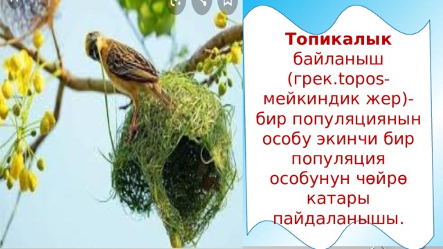 Топикалык байланыш (грек.topos-мейкиндик жер)-бир популяциянын особу экинчи бир популяция особунун чөйрө катары пайдаланышы. 