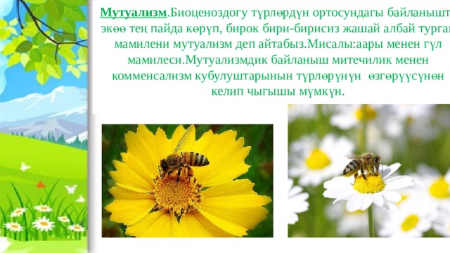 Мутуализм .Биоценоздогу түрлөрдүн ортосундагы байланышта экөө тең пайда көрүп, бирок бири-бирисиз жашай албай турган мамилени мутуализм деп айтабыз.Мисалы:аары менен гүл мамилеси.Мутуализмдик байланыш митечилик менен комменсализм кубулуштарынын түрлөрүнүн өзгөрүүсүнөн келип чыгышы мүмкүн. 
