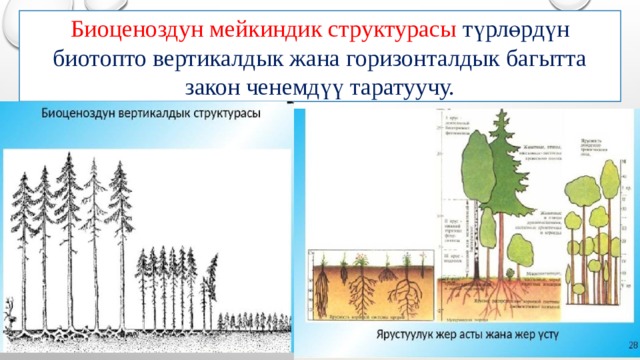 Биоценоздун мейкиндик структурасы түрлөрдүн биотопто вертикалдык жана горизонталдык багытта закон ченемдүү таратуучу. 