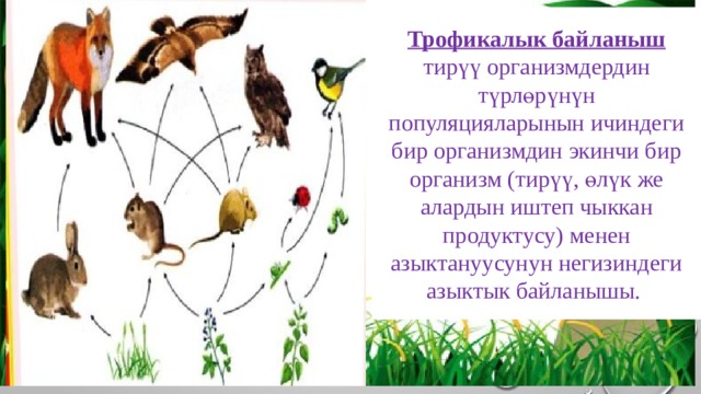 Трофикалык байланыш тирүү организмдердин түрлөрүнүн популяцияларынын ичиндеги бир организмдин экинчи бир организм (тирүү, өлүк же алардын иштеп чыккан продуктусу) менен азыктануусунун негизиндеги азыктык байланышы. 