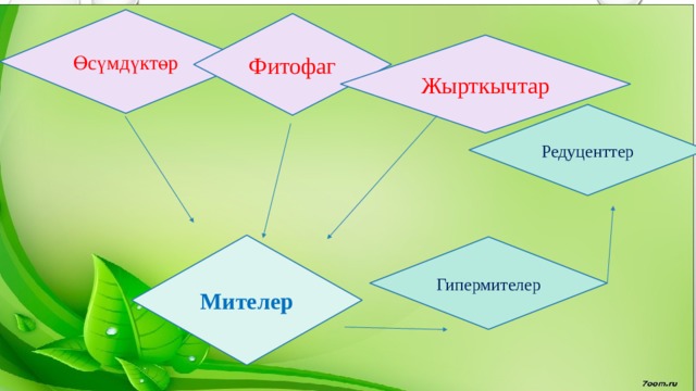 Өсүмдүктөр Фитофаг Жырткычтар Редуценттер Мителер Гипермителер 