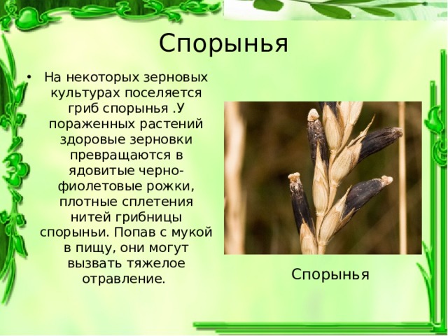 Спорынья На некоторых зерновых культурах поселяется гриб спорынья .У пораженных растений здоровые зерновки превращаются в ядовитые черно-фиолетовые рожки, плотные сплетения нитей грибницы спорыньи. Попав с мукой в пищу, они могут вызвать тяжелое отравление. Спорынья 