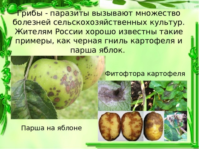 Грибы - паразиты вызывают множество болезней сельскохозяйственных культур. Жителям России хорошо известны такие примеры, как черная гниль картофеля и парша яблок. Фитофтора картофеля Парша на яблоне 