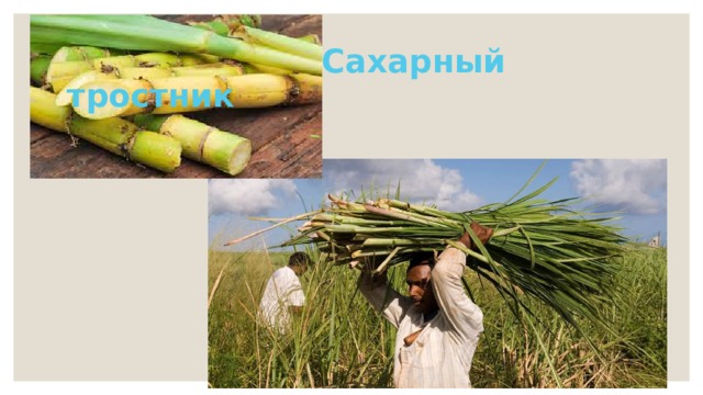  Сахарный тростник 