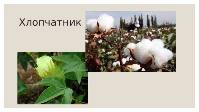 Хлопчатник 