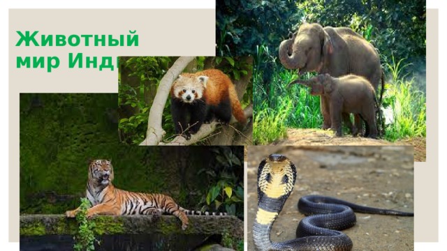 Животный мир Индии 