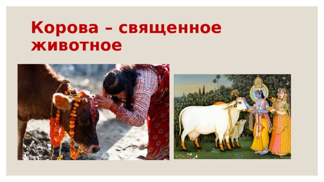 Корова – священное животное 