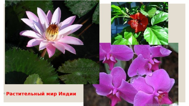 Растительный мир Индии 