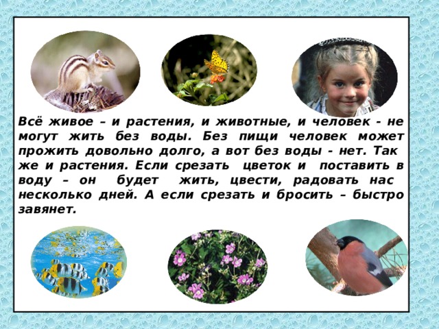 Всё живое – и растения, и животные, и человек - не могут жить без воды. Без пищи человек может прожить довольно долго, а вот без воды - нет. Так же и растения. Если срезать цветок и поставить в воду – он будет жить, цвести, радовать нас несколько дней. А если срезать и бросить – быстро завянет. 
