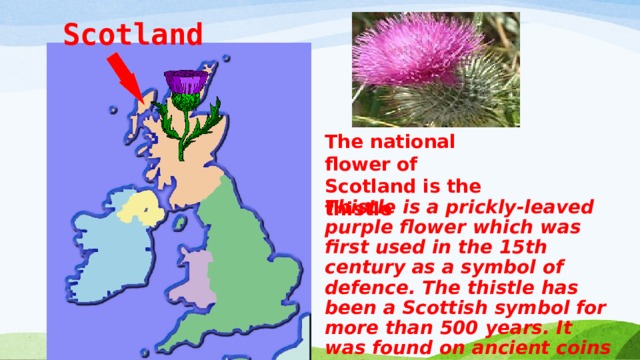 Scotland  The national flower of Scotland is  the thistle Thistle is a prickly-leaved purple flower which was first used in the 15th century as a symbol of defence. The thistle has been a Scottish symbol for more than 500 years. It was found on ancient coins and coats of arms. 