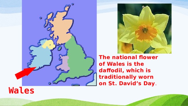 The national flower of Wales is the daffodil, which is traditionally worn on St. David’s Day . Wales  