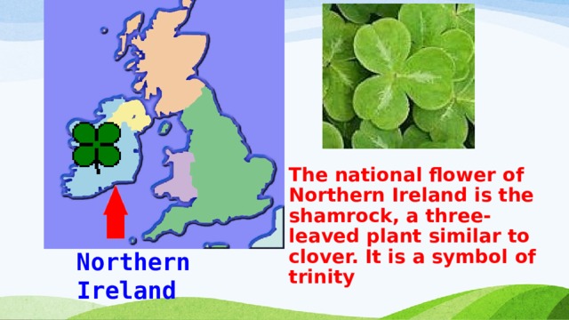 The national flower of Northern Ireland is the shamrock, a three-leaved plant similar to clover. It is a symbol of trinity Northern Ireland 