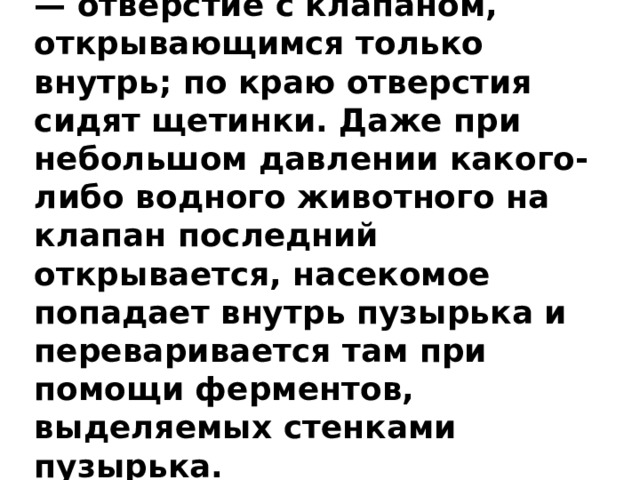 На свободном крае пузырька — отверстие с клапаном, открывающимся только внутрь; по краю отверстия сидят щетинки. Даже при небольшом давлении какого-либо водного животного на клапан последний открывается, насекомое попадает внутрь пузырька и переваривается там при помощи ферментов, выделяемых стенками пузырька. 