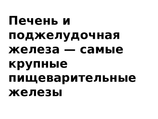 Печень и поджелудочная железа — самые крупные пищеварительные железы 