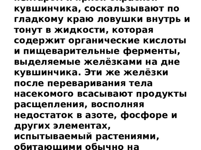 Насекомые, привлечённые нектаром и яркой окраской кувшинчика, соскальзывают по гладкому краю ловушки внутрь и тонут в жидкости, которая содержит органические кислоты и пищеварительные ферменты, выделяемые желёзками на дне кувшинчика. Эти же желёзки после переваривания тела насекомого всасывают продукты расщепления, восполняя недостаток в азоте, фосфоре и других элементах, испытываемый растениями, обитающими обычно на заболоченных почвах. 