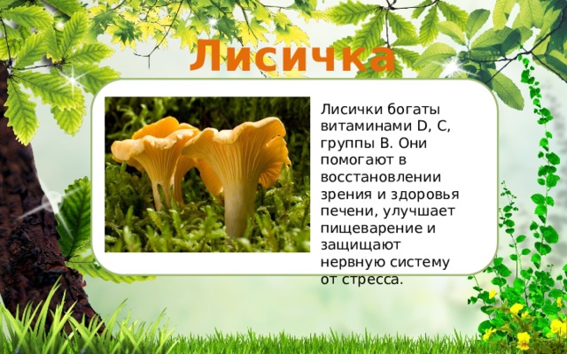 Лисичка Я Лисички богаты витаминами D, C, группы В. Они помогают в восстановлении зрения и здоровья печени, улучшает пищеварение и защищают нервную систему от стресса. ‘ И ‘ ‘ 