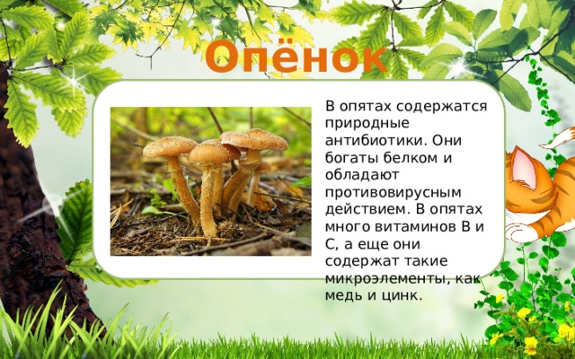 Опёнок Я В опятах содержатся природные антибиотики. Они богаты белком и обладают противовирусным действием. В опятах много витаминов В и С, а еще они содержат такие микроэлементы, как медь и цинк. ‘ ‘ ‘ ‘ ‘ 