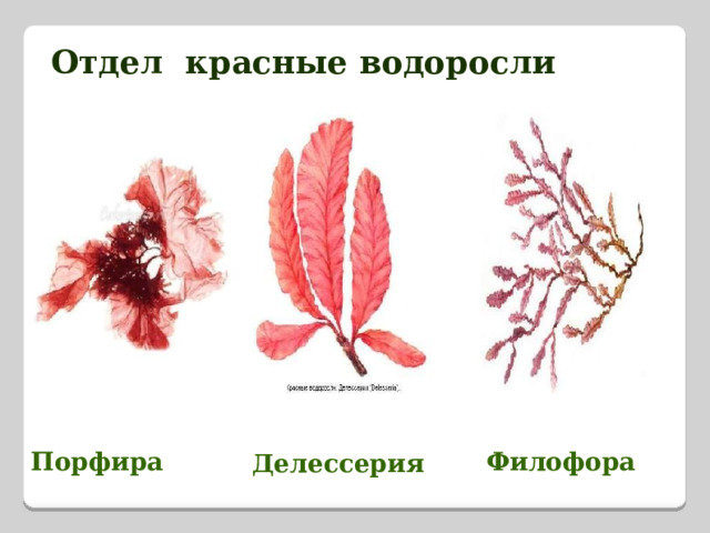 Отдел красные водоросли Порфира Филофора Делессерия 
