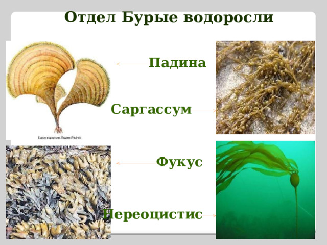 Отдел Бурые водоросли Падина Саргассум Фукус Нереоцистис 