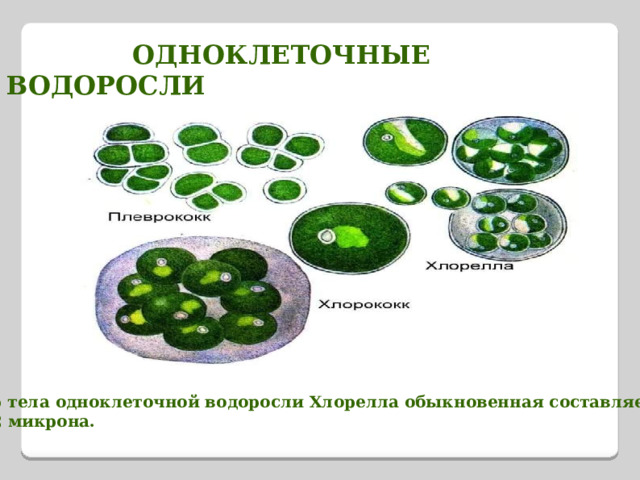  ОДНОКЛЕТОЧНЫЕ ВОДОРОСЛИ Размер тела одноклеточной водоросли Хлорелла обыкновенная составляет всего 2 микрона. 