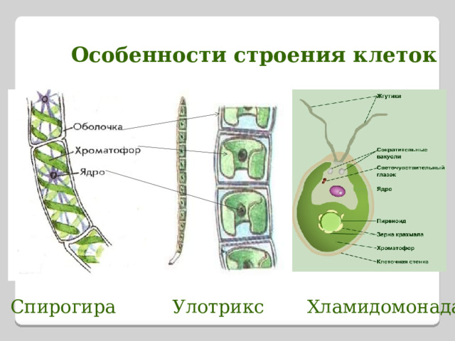 Особенности строения клеток Спирогира Улотрикс Хламидомонада 