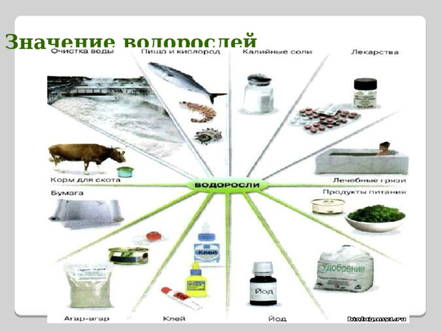 Значение водорослей 