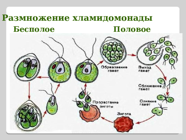 Размножение хламидомонады Бесполое Половое 