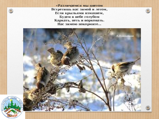 «Различаемся мы цветом  Встретишь нас зимой и летом,  Если крыльями взмахнем,  Будем в небе голубом  Каркать, петь и ворковать.  Нас зимою покормите...   
