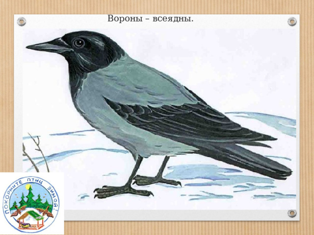Вороны – всеядны. 